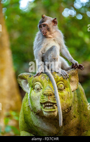 Lunga coda Macaque (Macaca fascicularis) monkey seduto su una pietra figura, testa in pietra, con muschio verde che copre, Monkey Forest Foto Stock