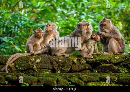 Lunga coda Macaque (Macaca fascicularis) scimmie famiglia con bambini, baby scimmia, muro di pietra, Ubud Monkey Forest, Scimmia Sacra Foto Stock