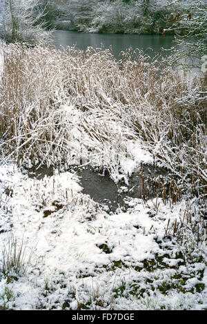 Leggera spolveratura di neve su alberi intorno al villaggio Congelato stagno in Cambridgeshire Foto Stock