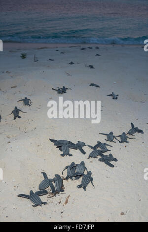 In via di estinzione liuto mare larve tartaruga, Dermochelys coriacea, emergente dal nido dopo la schiusa, Repubblica Dominicana Foto Stock