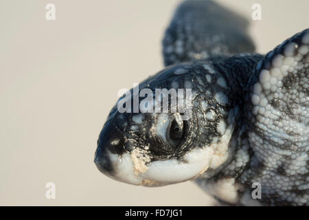 Liuto sea turtle hatchling, mostra temporanea dente di uovo o caruncola sul muso utilizzato per perforare il guscio delle uova da cova durante Foto Stock