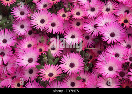 Mesembryanthemum bellidiformis, Livivingstone daisy, tappeto popolare formazione erbe ornamentali, lineare punteggiate di ghiaccio foglie, fiori Foto Stock