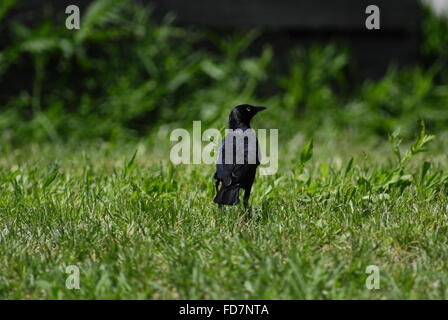 Brewer's Blackbird (euphagus cyanocephalus) Foto Stock