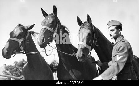 Trooper della Wehrmacht con i cavalli, 1936 Foto Stock