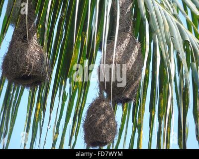 Padang Pariaman, a ovest di Sumatra, Indonesia. 24 gen 2016. WEST SEUMATRA, INDONESIA - gennaio 24 : Un Baya weaver (Ploceus philippinus) e nido visto a Lubuk Alung villaggio su gennaio 24, 2016 in Padang Pariaman regency, a ovest di Sumatra, Indonesia. Il Baya weaver (Ploceus philippinus) è un weaverbird trovato attraverso il subcontinente indiano e del sud-est asiatico. Stormi di questi uccelli si trovano nelle praterie, aree coltivate, scrub e crescita secondaria e sono meglio conosciuti per i loro pendenti a forma di storta nidi tessuta da foglie. Queste colonie di nido si trovano di solito su alberi spinosi o le fronde delle palme un Foto Stock