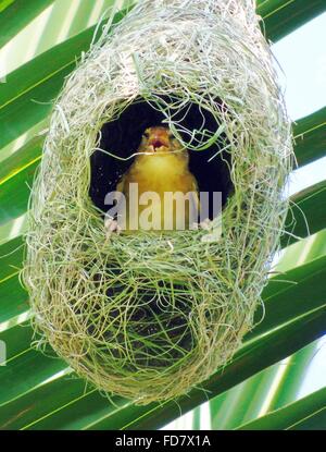 Padang Pariaman, a ovest di Sumatra, Indonesia. 24 gen 2016. WEST SEUMATRA, INDONESIA - gennaio 24 : Un Baya weaver (Ploceus philippinus) e nido visto a Lubuk Alung villaggio su gennaio 24, 2016 in Padang Pariaman regency, a ovest di Sumatra, Indonesia. Il Baya weaver (Ploceus philippinus) è un weaverbird trovato attraverso il subcontinente indiano e del sud-est asiatico. Stormi di questi uccelli si trovano nelle praterie, aree coltivate, scrub e crescita secondaria e sono meglio conosciuti per i loro pendenti a forma di storta nidi tessuta da foglie. Queste colonie di nido si trovano di solito su alberi spinosi o le fronde delle palme un Foto Stock