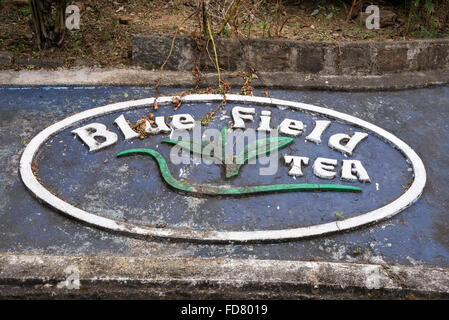 Una delle fabbriche di tè, Bluefield Tea Gardens vicino alla Peradeniya-Badulla-Chenkaladi Highway,(A5) nelle Highlands centrali dello Sri Lanka Foto Stock