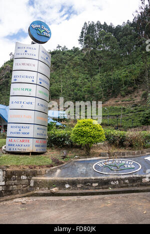 Una delle fabbriche di tè, Bluefield Tea Gardens vicino alla Peradeniya-Badulla-Chenkaladi Highway,(A5) nelle Highlands centrali dello Sri Lanka Foto Stock