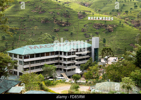 La piantagione di tè Mackwoods nelle colline vicino Nuwara Eliya nella provincia centrale in Sri Lanka. Foto Stock