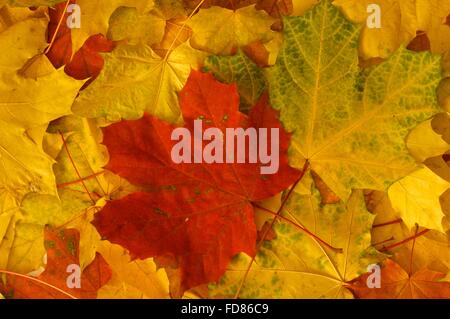 Pila di autunno rosso, verde e giallo di foglie di acero Foto Stock