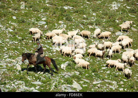 Georgien, Mtskheta-Mtianeti, Schafherde mit Hirten südlich von Stepansminda, Foto Stock