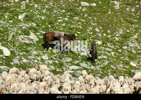 Georgien, Mtskheta-Mtianeti, Schafherde mit Hirten südlich von Stepansminda, Foto Stock