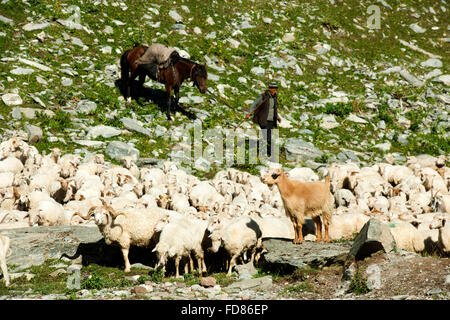 Georgien, Mtskheta-Mtianeti, Schafherde mit Hirten südlich von Stepansminda, Foto Stock