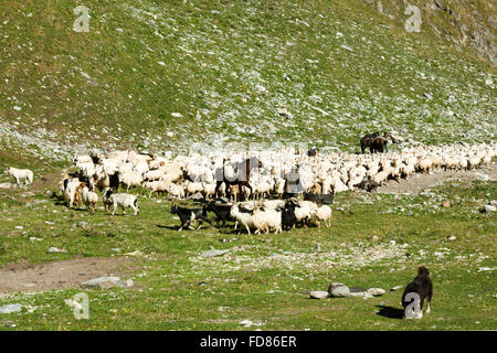 Georgien, Mtskheta-Mtianeti, Schafherde mit Hirten südlich von Stepansminda, Foto Stock