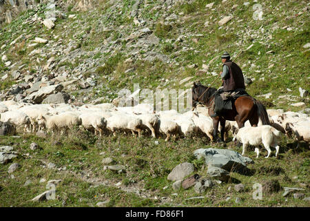 Georgien, Mtskheta-Mtianeti, Schafherde mit Hirten südlich von Stepansminda, Foto Stock