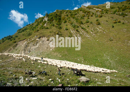 Georgien, Mtskheta-Mtianeti, Schafherde mit Hirten südlich von Stepansminda, Foto Stock