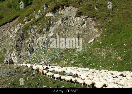 Georgien, Mtskheta-Mtianeti, Schafherde mit Hirten südlich von Stepansminda, Foto Stock