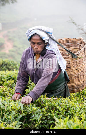 Un Tamil raccoglitrice di tè prelevare le foglie di tè sulla Hethersett la piantagione di tè vicino al 4 stelle di eredità lasciataci Tea Factory Foto Stock