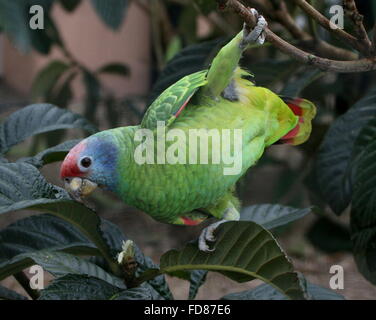 Agile Red tailed Amazon parrot (Amazona brasiliensis) alimentazione su boccioli di fiori, appeso ad un ramo Foto Stock