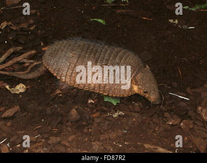 Sud Americana big hairy armadillo (Chaetophractus villosus) esplorare Foto Stock