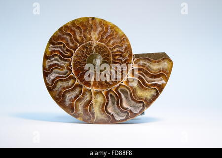 Fossil ammonita dal Cretaceo sedimenti vicino Tulear, Madagascar, mineralizzata da calcite e affettato e lucidato Foto Stock