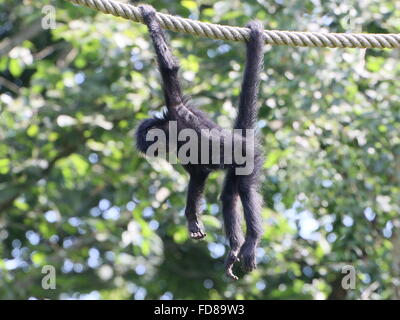 I capretti colombiano a testa nera spider monkey (Ateles fusciceps Robustus) utilizzando la coda prensile, appeso ad una corda in un zoo Foto Stock