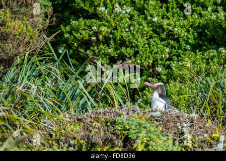 Nuova Zelanda, Isole di Auckland, Enderby Island, baia sabbiosa. Endemico giallo-eyed panguin (Megadyptes Antipodes) nella foresta di habitat. Foto Stock