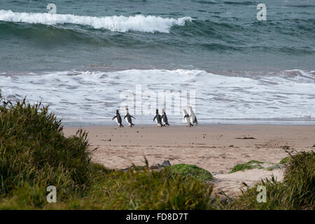 Nuova Zelanda, Isole di Auckland, Enderby Island. Sei endemiche giallo-eyed panguins (Megadyptes Antipodes) sulla spiaggia di baia sabbiosa Foto Stock