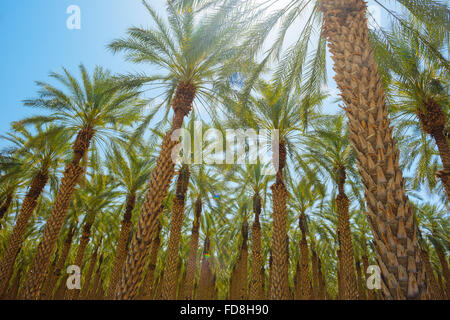 Un Palm tree farm in Imperial County, California Foto Stock