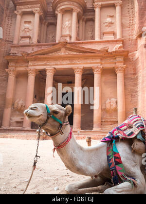 Un cammello situato a Petra tesoro in background Foto Stock