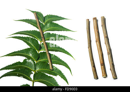 Herb Neem Stick e foglia nessuno Foto Stock