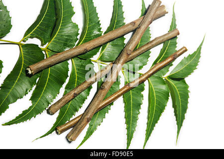 Herb Neem Stick e foglia nessuno Foto Stock