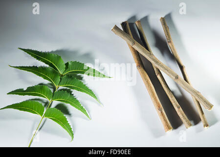 Herb Neem Stick e foglia nessuno Foto Stock