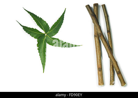 Herb Neem foglie nessuno Foto Stock