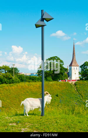 Vallimägi, la collina del castello di Rakvere, Estonia, paesi baltici, Europa Foto Stock