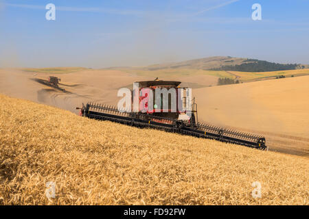 Custodia combina la raccolta di frumento nel Palouse regione orientale di Washington Foto Stock