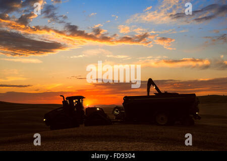 Custodia combina la raccolta di frumento nel Palouse regione orientale di Washington Foto Stock