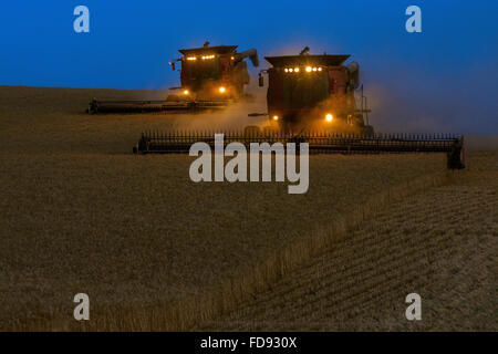 Custodia combina la raccolta di frumento nel Palouse regione orientale di Washington Foto Stock