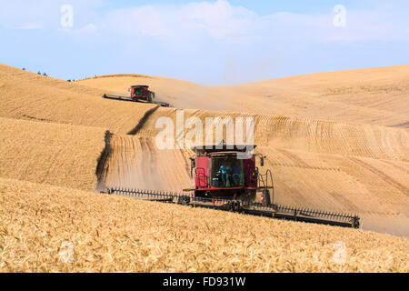 Custodia combina la raccolta di frumento nel Palouse regione orientale di Washington Foto Stock