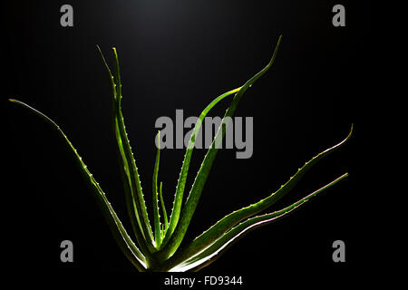 Herb Aloe vera pianta nessuno Foto Stock