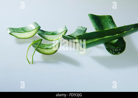 Herb Aloe vera nessuno Foto Stock