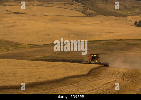 Custodia combina la raccolta di frumento nel Palouse regione orientale di Washington Foto Stock