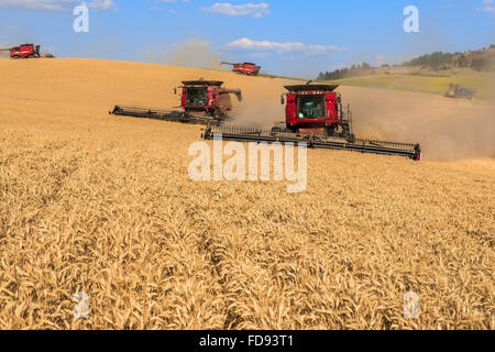 Custodia combina la raccolta di frumento nel Palouse regione orientale di Washington Foto Stock