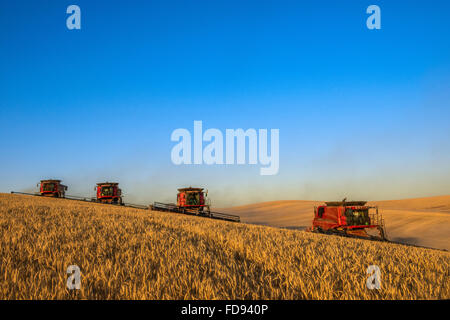 Custodia combina la raccolta di frumento nel Palouse regione orientale di Washington Foto Stock