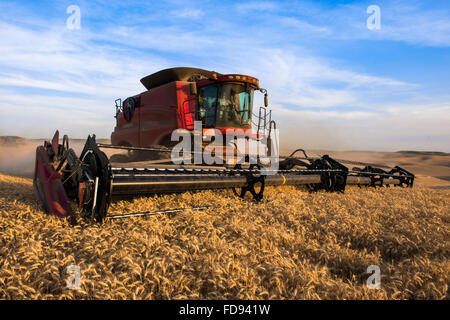 Custodia combina la raccolta di frumento nel Palouse regione orientale di Washington Foto Stock