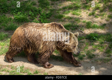 Wroclaw, Polonia, orso bruno in zoo di Wroclaw Foto Stock
