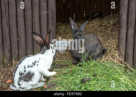 Wroclaw, Polonia, conigli domestici a Wroclaw Zoo Foto Stock