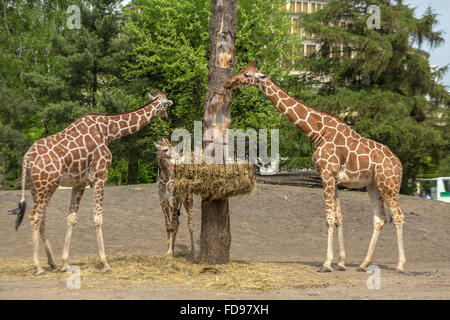 Wroclaw, Polonia, traliccio giraffe allo zoo di Wroclaw Foto Stock