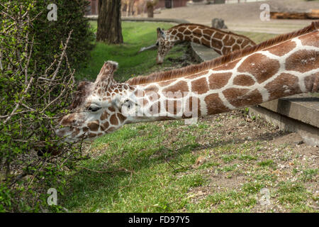 Wroclaw, Polonia, traliccio giraffe allo zoo di Wroclaw Foto Stock