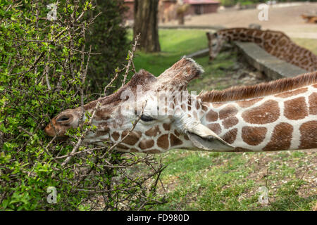 Wroclaw, Polonia, traliccio giraffe allo zoo di Wroclaw Foto Stock